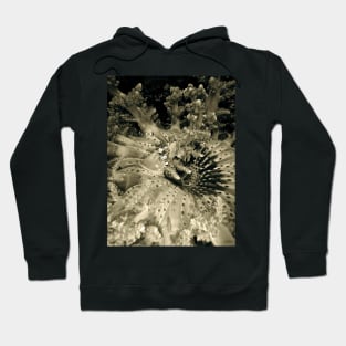 MACRO WORLD Hoodie